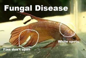 betta fish diseases with pictures|Betta Fish Diseases (Ultimate Guide With Pictures).